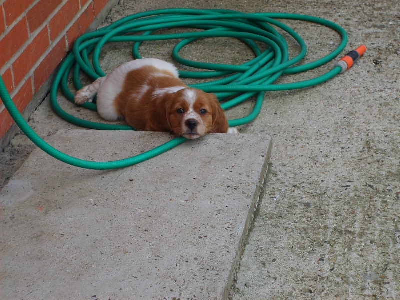 chiots des feux du couchant